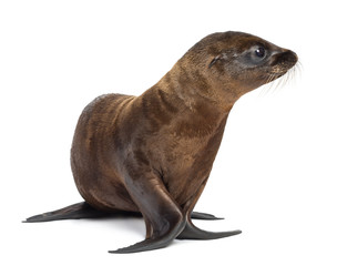 Young California Sea Lion, Zalophus californianus