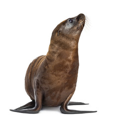Young California Sea Lion, Zalophus californianus