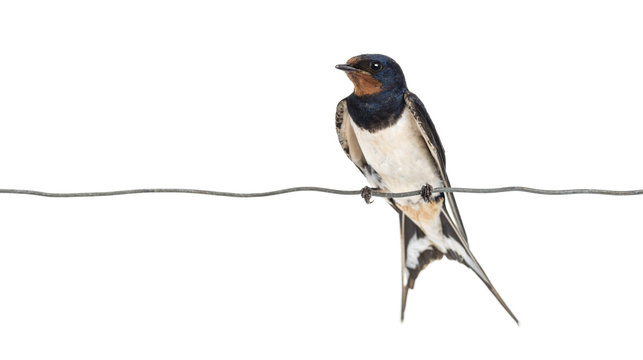 Barn Swallow, Hirundo rustica, perched on a wire - Powered by Adobe