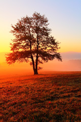 Alone Tree on meadow at sunset with sun - panorama
