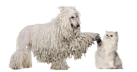 White Corded Standard Poodle and Persian high fiving