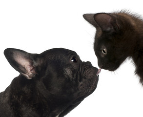 Close-up of a French bulldog licking the kitten's nose