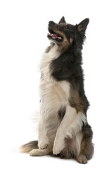 Border Collie sitting and looking up against white background