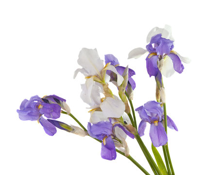 iris bouquet of flowers isolated