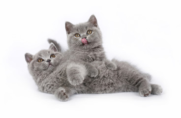 Obraz premium Two British kitten on white background.