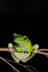 クツワアメガエルの全身