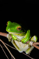 クツワアメガエルの全身