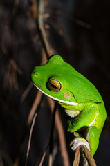 クツワアメガエルの全身