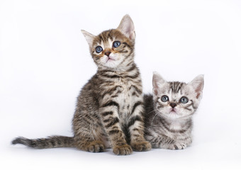 Two Scottish kitten on a white background.