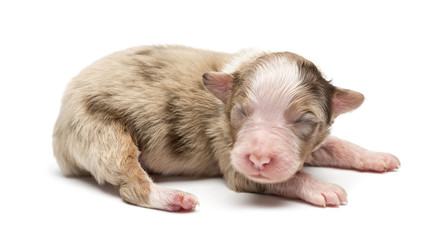 Fototapeta premium Australian Shepherd puppy, 7 days old, lying