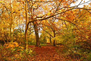 Beautiful Autumn in the Park, Scotland
