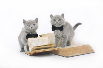 Two British kitten with a book.