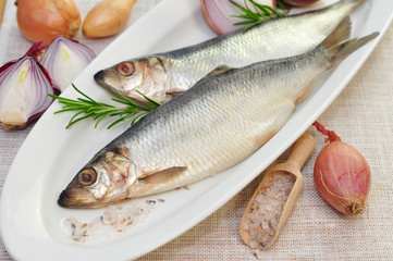 Frische Fische