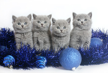 Four kittens with Christmas balls.