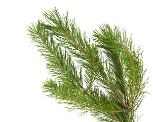 Pine branches isolated