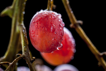 macro red grape