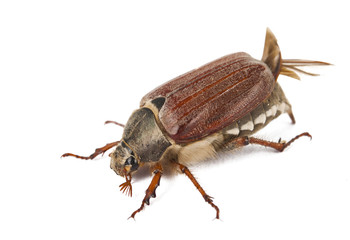 Beetle isolated