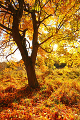 Beautiful autumnal maple tree