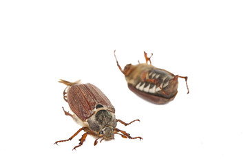 Beetle isolated