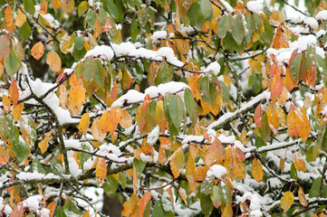 Baum mit Schnee im Herbst 11