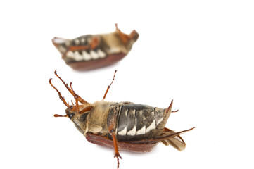 Beetle isolated