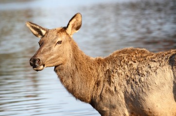 wapiti en été