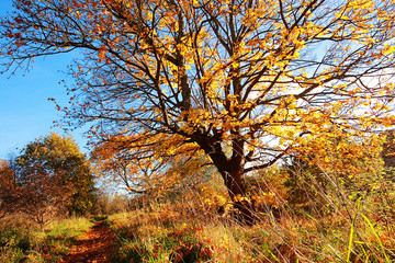 Fototapeta premium Beautiful Autumn in the Park, Scotland