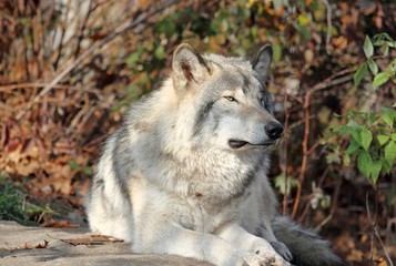 loup gris au repos