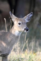 chevreuil dans un champs