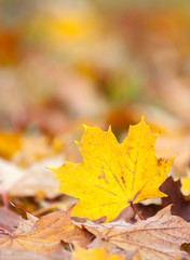 maple leaf in autumn colors