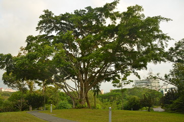 Fototapeta na wymiar Tropical Park w Singapurze