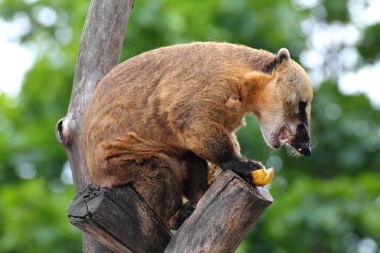 nasua coati eating banana