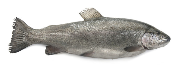 Raw trout