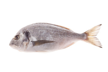 Dorado fish isolated on white background