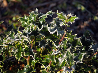 Stechpalme mir Raureif