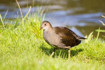 bird on lake shore