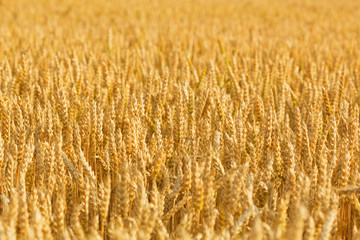 Golden sunset over wheat field
