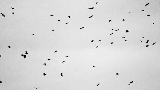 large group of crows against sky
