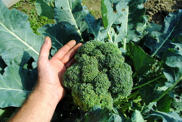 man hand holds an organic broccoli in the garden