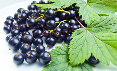 black currant