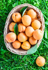 ripe apricots in basket