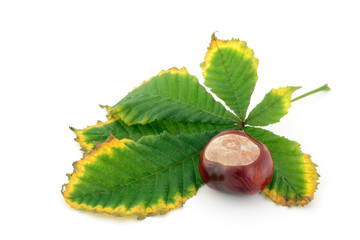 Chestnut and autumn leaf