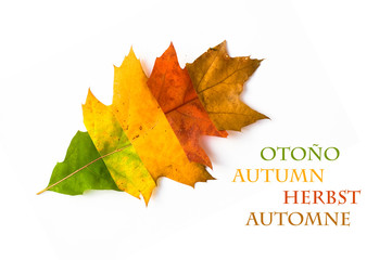 Herbstfarben - Herbst-Blatt