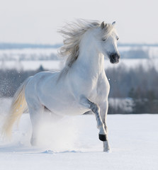 White stallion galloping