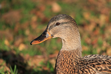 Wild duck