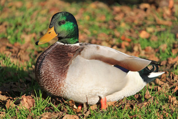 Wild duck