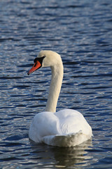 Cygnes, élégance et délicatesse