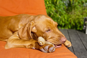 Mojo und der Knochen 2