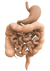 Verdauungsorgane des Menschen