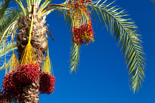 dates ripening on the palm tree in Turkey